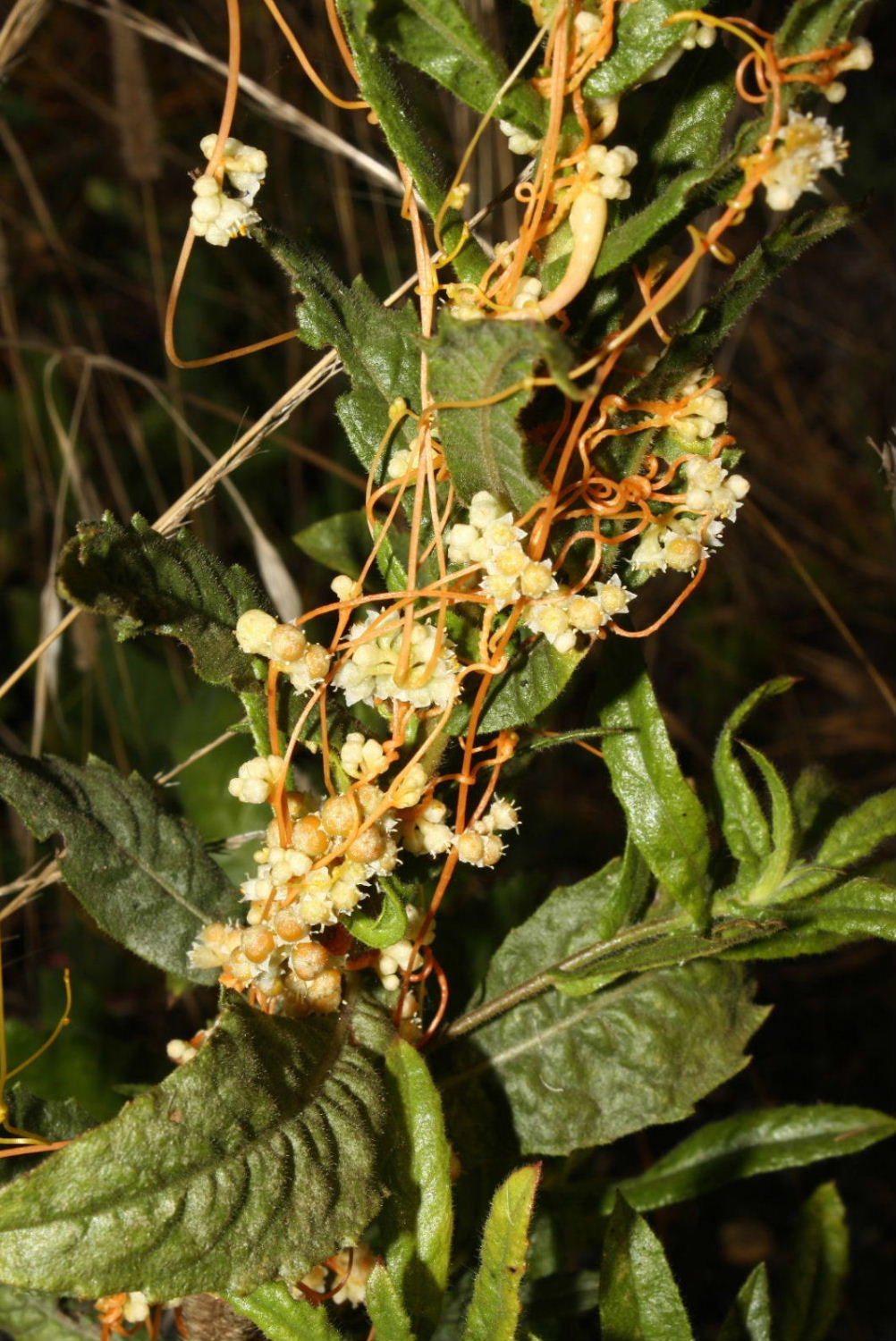 Cuscuta cfr. campestris